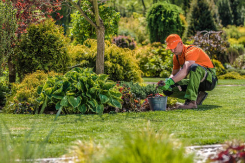 Garden borders in bloom after a garden tidy-up